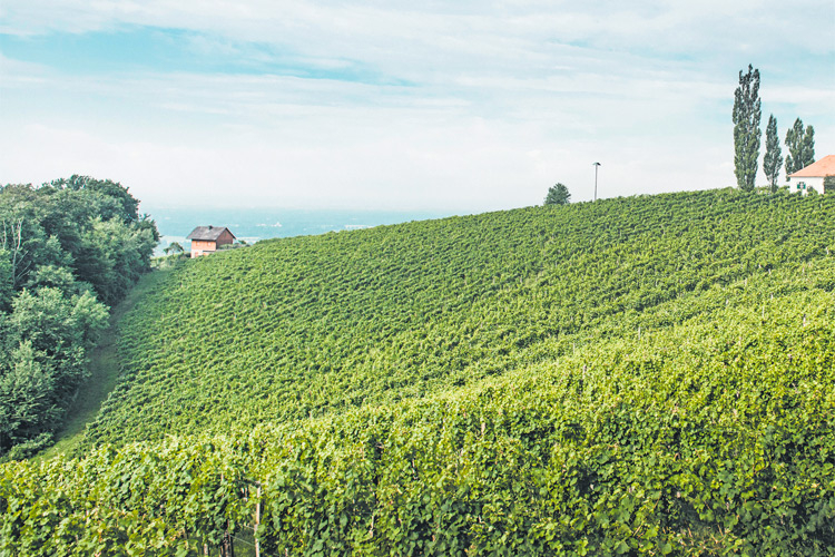 Blick auf die Riede Seindl, dem obersten Teil des Klöchberges. Eine Top-Lage für Riesling, aber auch Chardonnay und Co. finden hier ideale Bedingungen. 