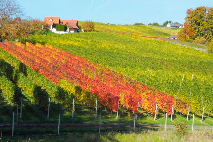 Die Riede Aunberg in Tieschen zählt zu den besten Weinlagen der Steiermark.