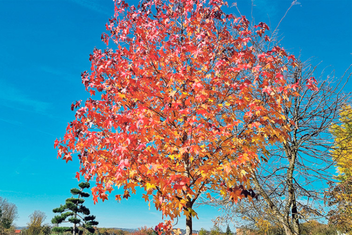 Die Herbstfärbung dieses Ambeerbaums ist einfach faszinierend!