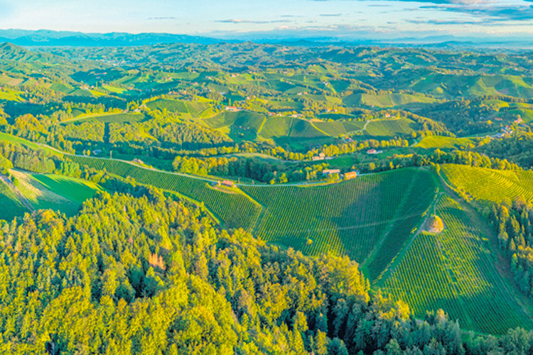 Blick auf den Pössnitzberg, einem der bekanntesten Weinberge der Südsteiermark. Durch die vielen Hügelketten gibt es Unterschiede im Terroir, darum die Einteilung in mehrere Rieden.