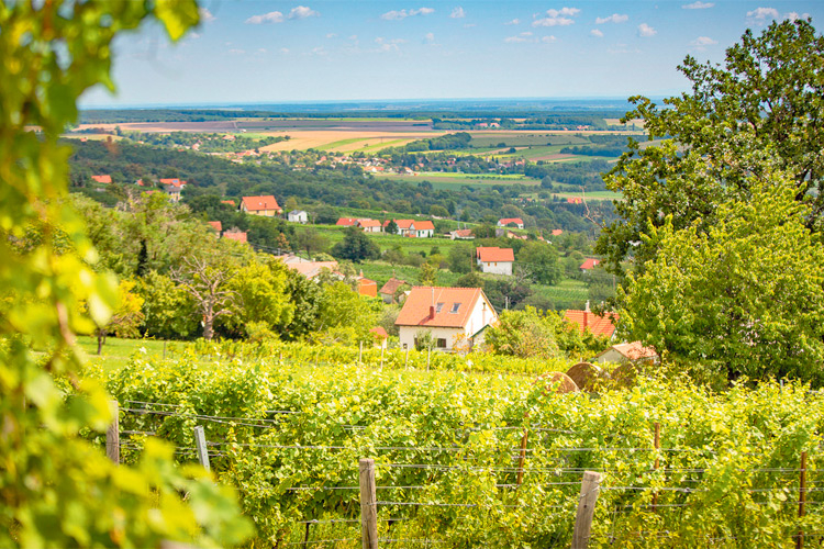 Die idyllische Grenzgemeinde Rechnitz ist vorallem für seinen Marillen- und Weinanbau bekannt.